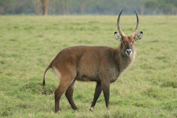 Naklejka na ściany i meble a photo taken in kenya of an animal with big horns