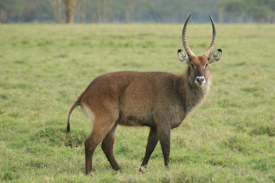 a photo taken in kenya of an animal with big horns