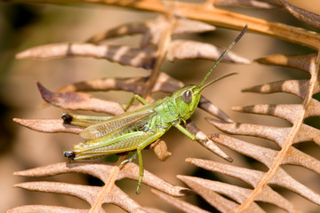 Macro shot of a grasshopper in nature.