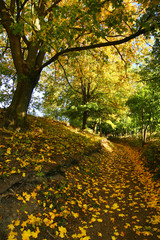 Country path in Autumn