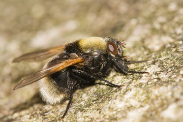 Macro shot of Mesembrina Mystacea fly.