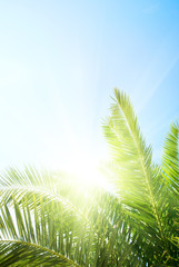 Naklejka premium green palm and morning sun