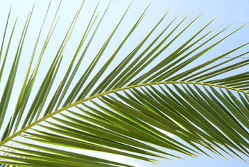 Obraz na płótnie Canvas leaf of palm and blue sky