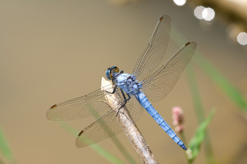Southern Skimmer dragonly in nature.