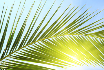 Fototapeta premium leaf of palm and morning sun