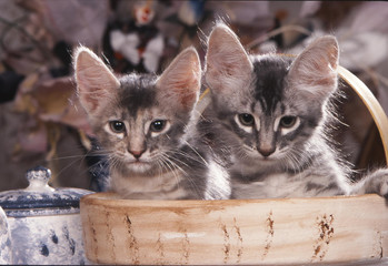 deux chatons angora turc dans un panier en osier