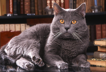 chat des chartreux dans bibliotheque