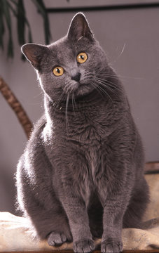 chat des chartreux assis avec un regard intrigué