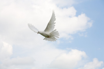 Dove
