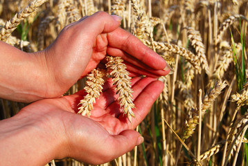 Wheat spikes between palms close-up