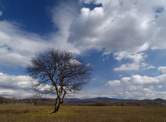 Fototapeta na wymiar An autumn landscape with clouds and a lonely tree