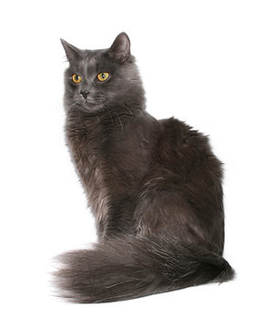 Grey Cat On A White Background.