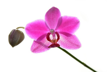 Fototapeta na wymiar rosa Orchidee
