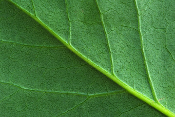 leaf  background