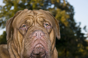 A close-up of a Dogue De Bordeaux, AKA the French Mastiff