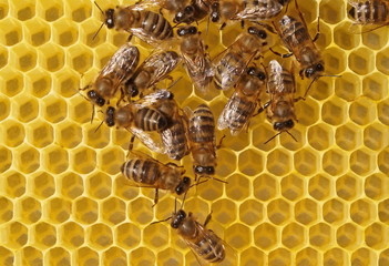 Life of bees. Bees build honeycombs.