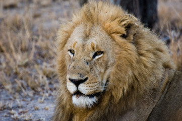 leone in primo piano