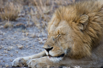 leone che dorme dopo aver mangiato