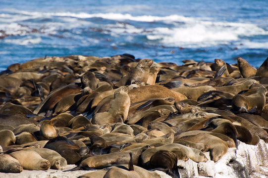 foche su un'isolotto
