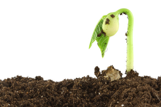 Plante qui pousse
