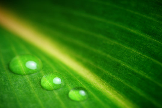 Fototapeta Gouttes d'eau