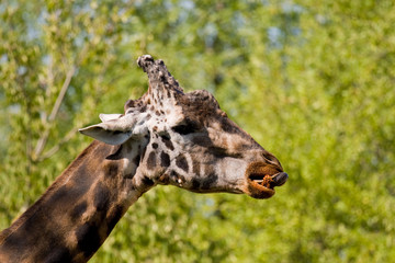 Giraffa © Alvise Dorigo