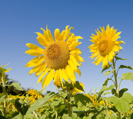 A crop of sunflowers in a huge field on a beautiful blue sky day
