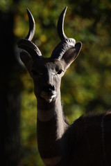 Kleiner Kudu