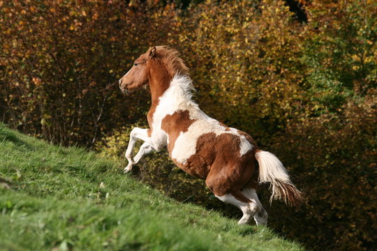 Galop mont&eacute;e
