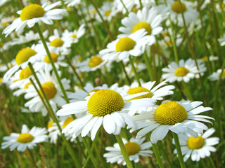 daisies meadow