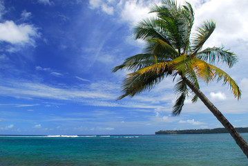 Fototapeta na wymiar Palm tree hanging over a tropical bay in Kauai, Hawaii