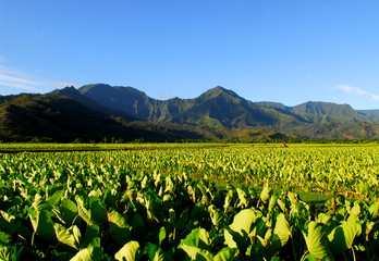 Taro field in the Hanalei Valley of Kauai Hawaii
