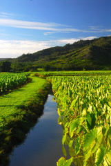 Taro field in the Hanalei valley of Kauai Hawaii