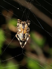 spider on web