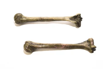 two human leg bones. © nicolasjoseschirado