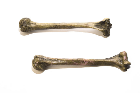 two human leg bones.