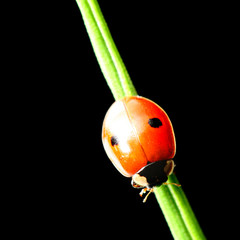 summer red  ladybug on grass