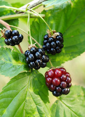 blackberries