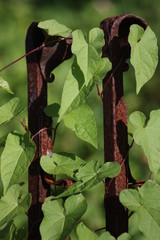 gemelli