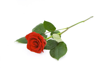 Fototapeta premium one beautiful rose isolated against white background