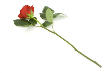 one beautiful rose isolated against white background