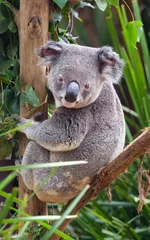 Foto auf Acrylglas Ein Koala sitzt auf einem Ast und schaut den Fotografen an. © Rob Jamieson