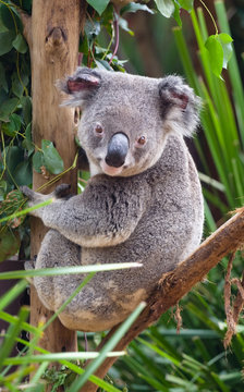 A koala sitting on a branch and looking at the photographer.