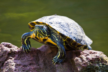 Green and Yellow Turtle sunning it's self on a rock