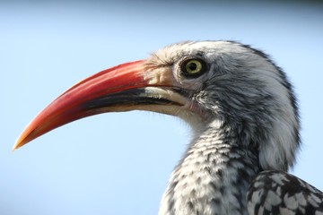 African hornbill bird with large curved beak