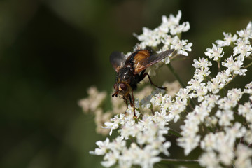 Tachina magnicornis auf Wiesenkerbel