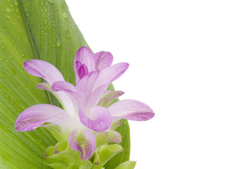 rosée sur fleur et feuille de gingembre sur fond blanc
