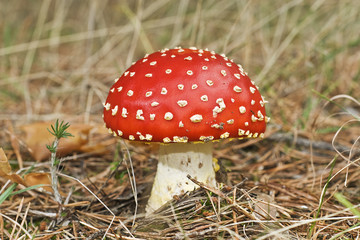 Agaricus muscaricus