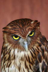 Staring Owl