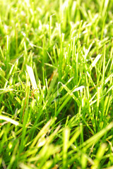 Green lawn, may be used as background.